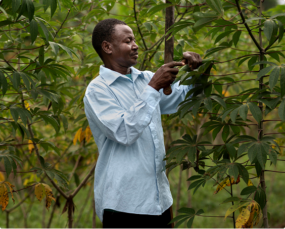 Agriculteur dans les champs de manioc