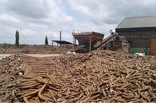 Transformation du manioc