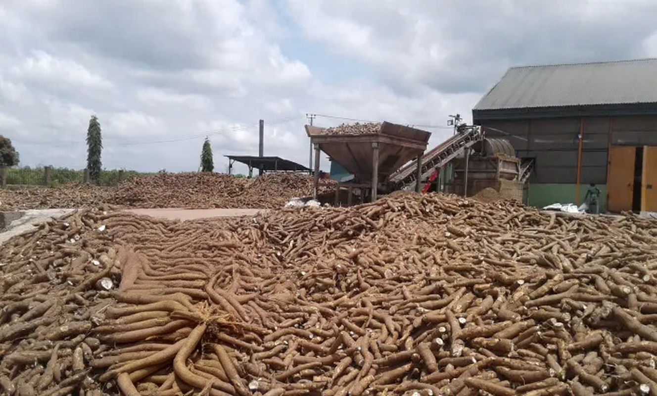 Manioc Frais